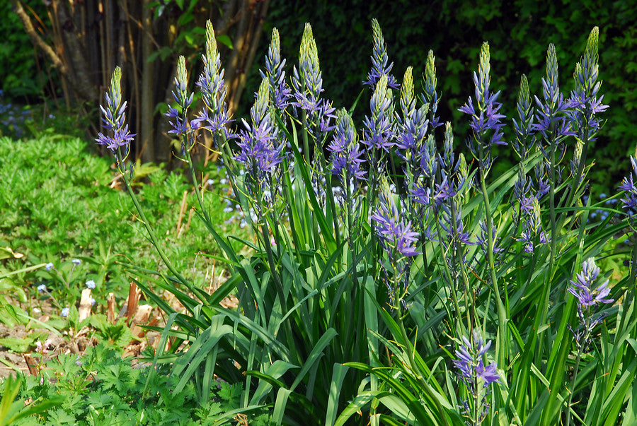 Camassia