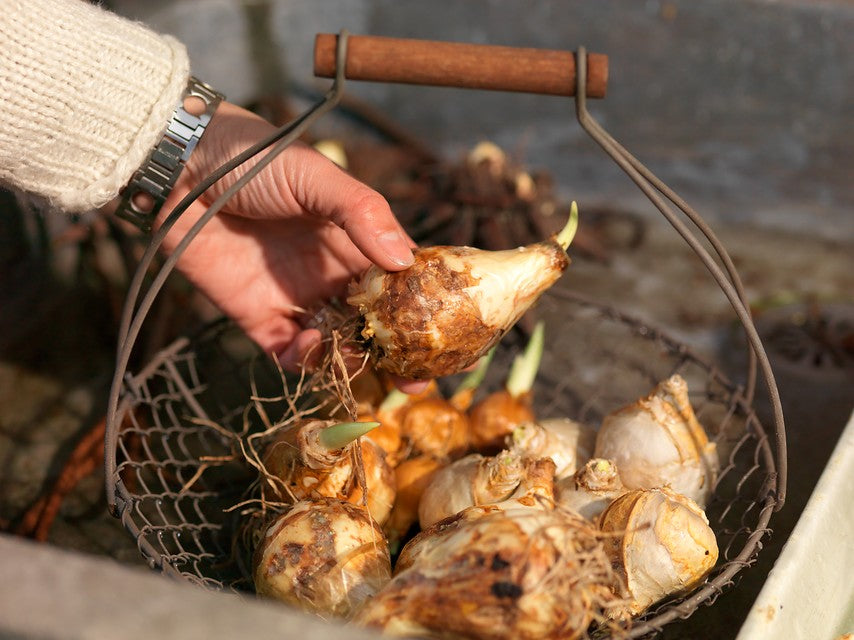 Camassia bulbs