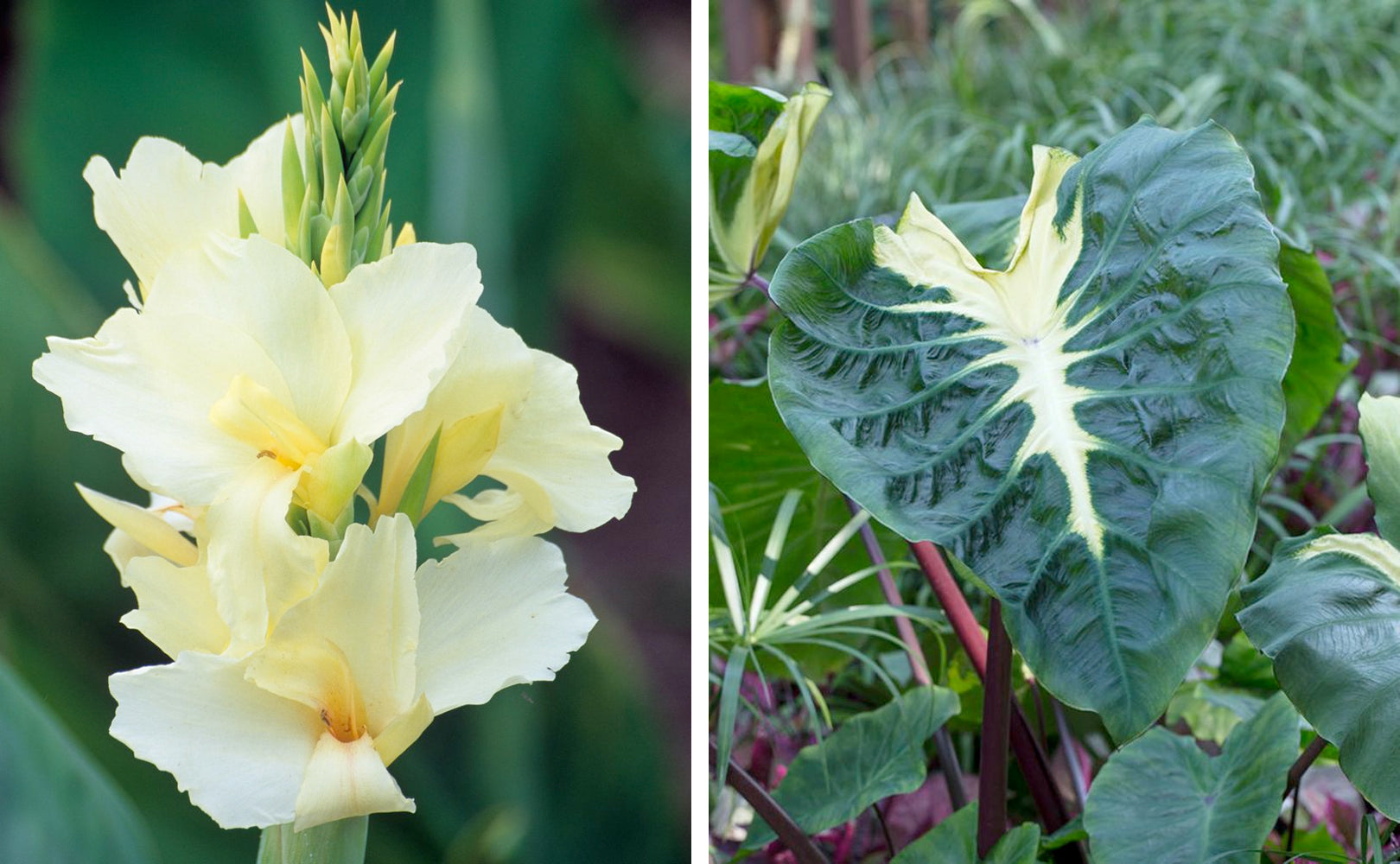 Colocasia bulbs