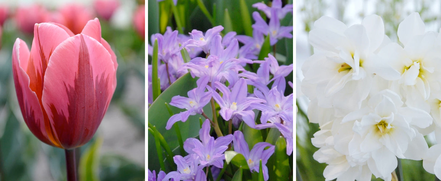 flower bulbs online