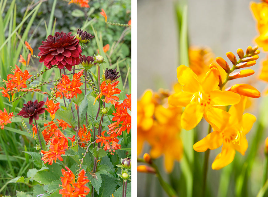 12 Best Plants To Create A Cottage Garden Look Farmer Gracy S Blog