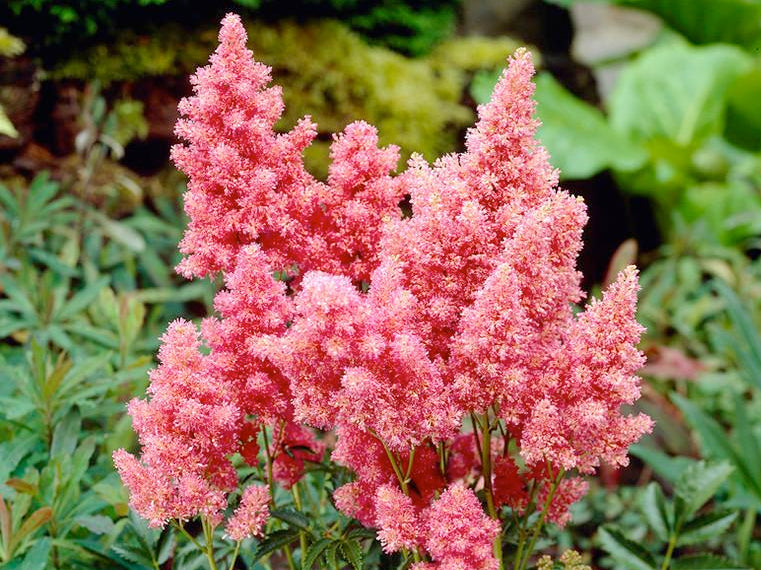 Astilbe Cotton Candy