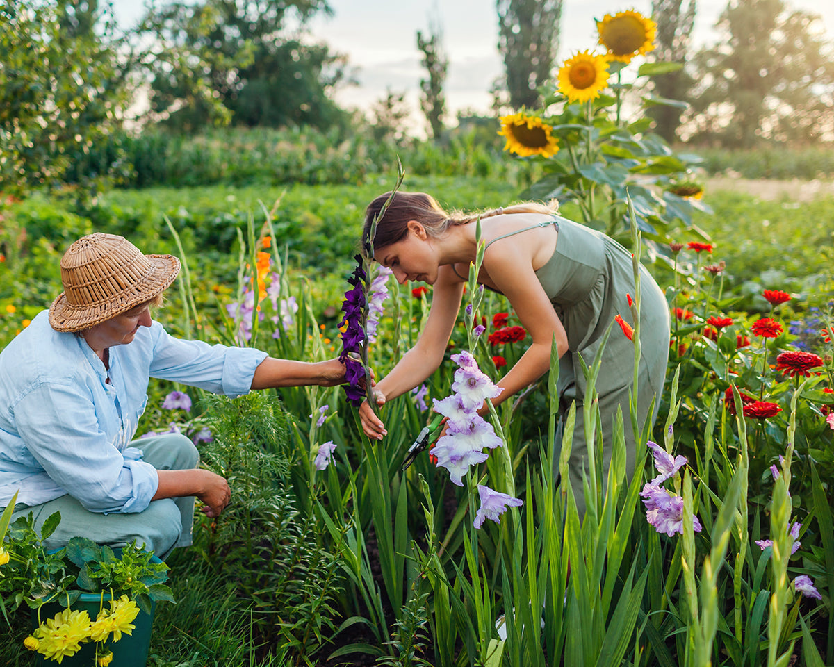 Cut flower garden