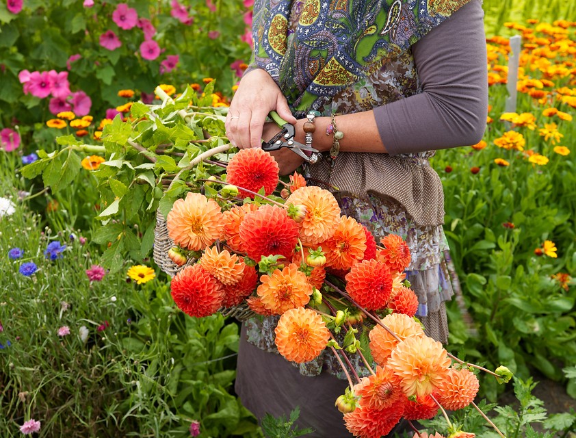 Cut dahlias