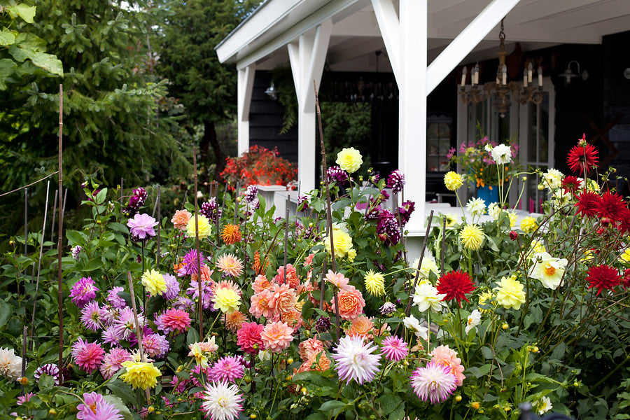 Flowering dahlias in the field