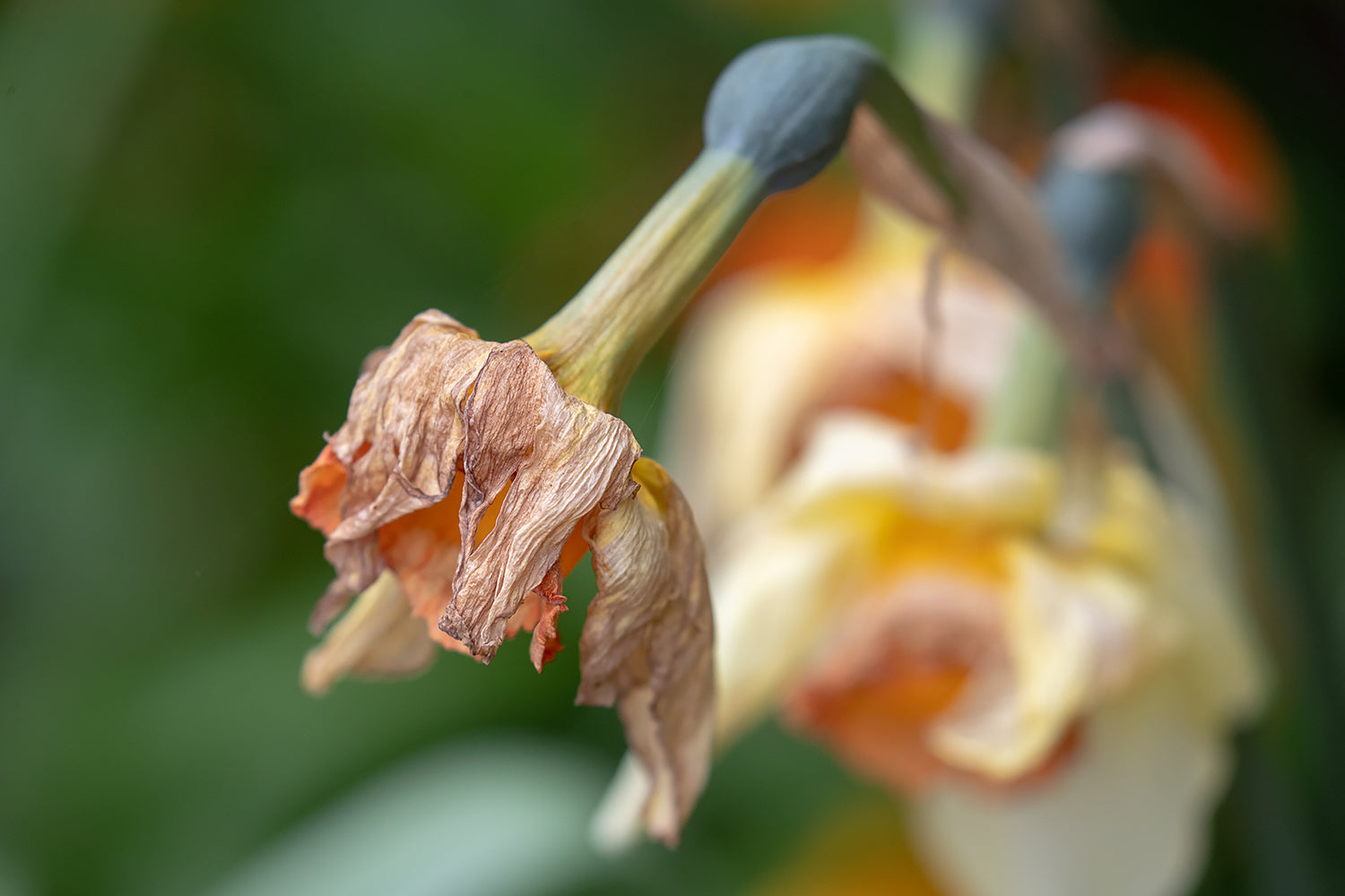 Deadheading narcissus