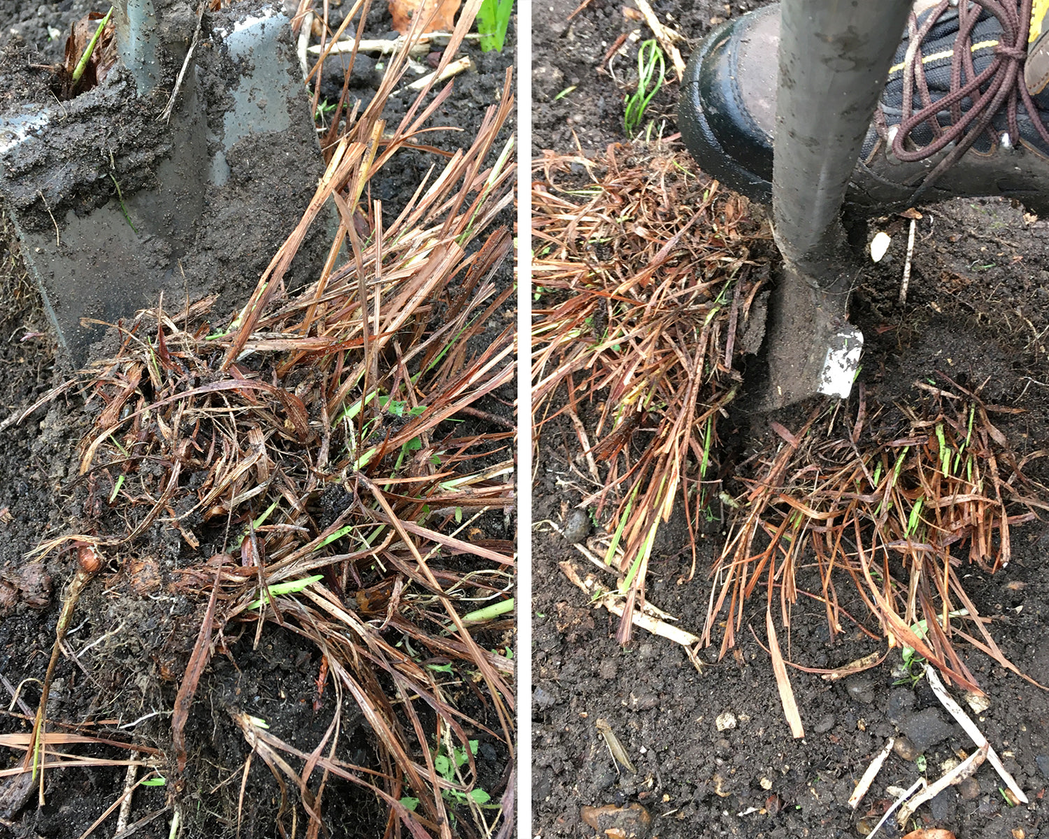 Lifting and dividing perennial root clumps