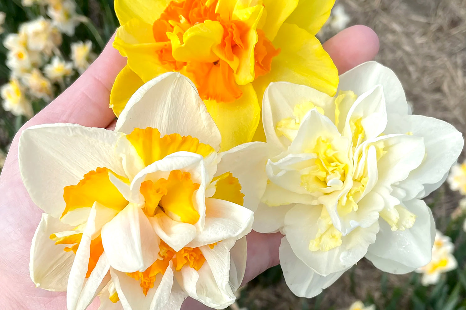 Double daffodils