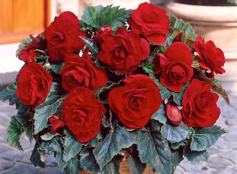 Begonia Double Red