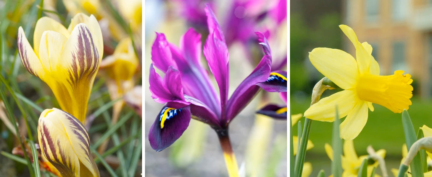 flower bulbs online