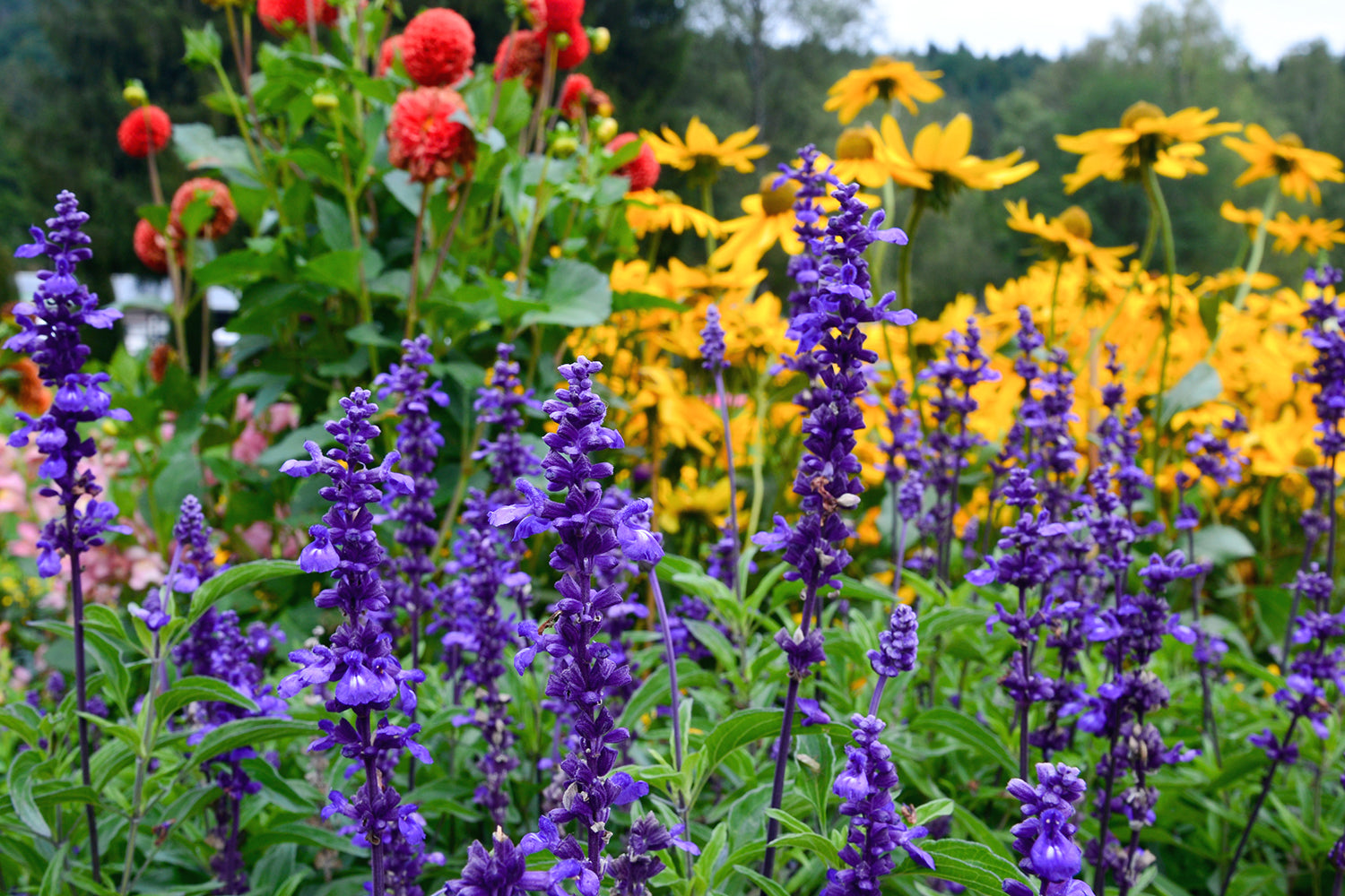 Year-round colour & interest garden