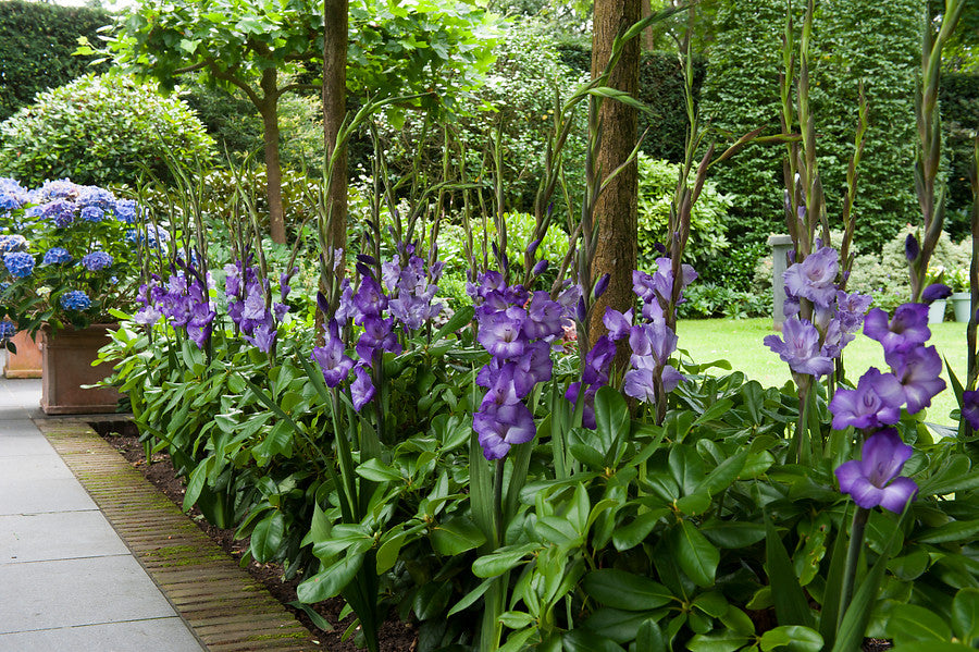 Gladioli Corms UK