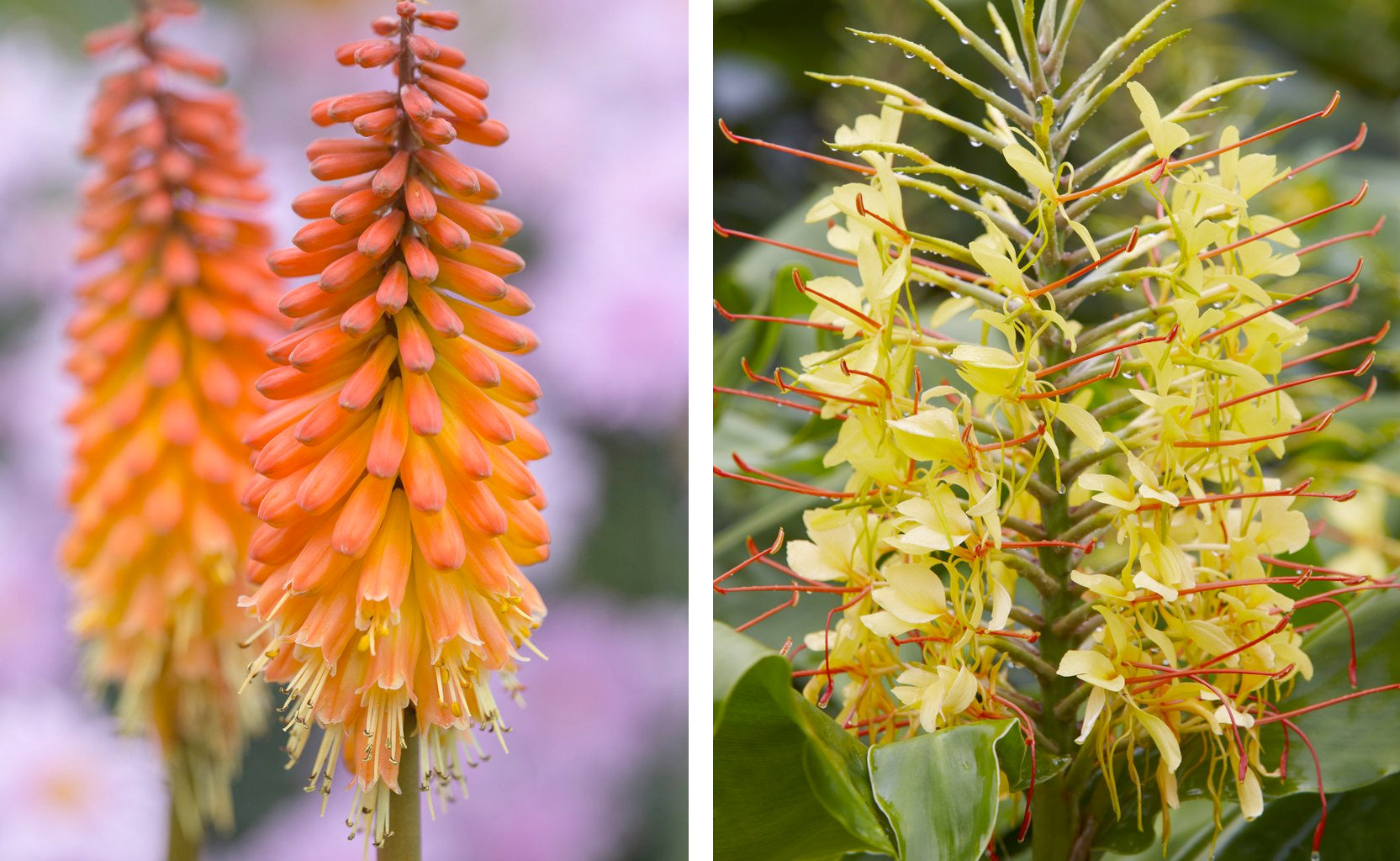 Hedychium and Red Hot Poker