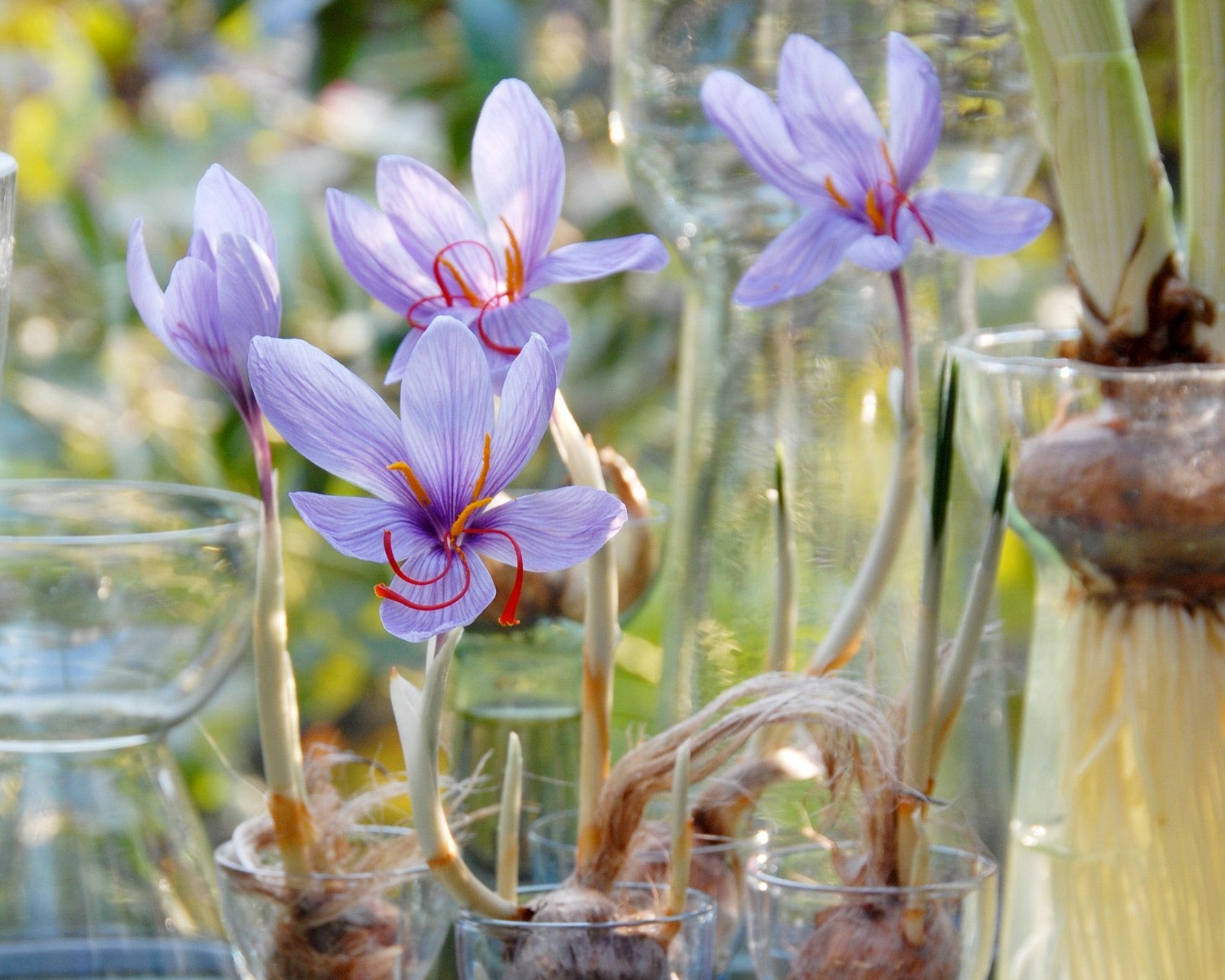 grow flower bulbs indoors