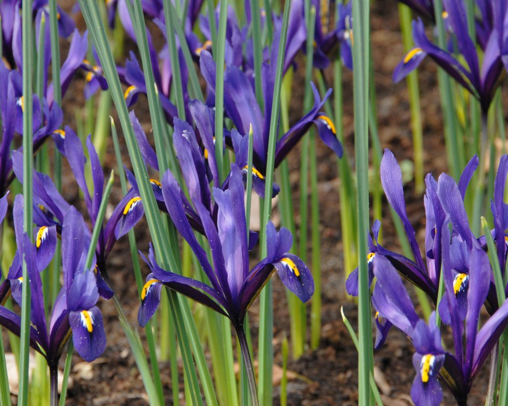 Iris Reticulata Bulbs