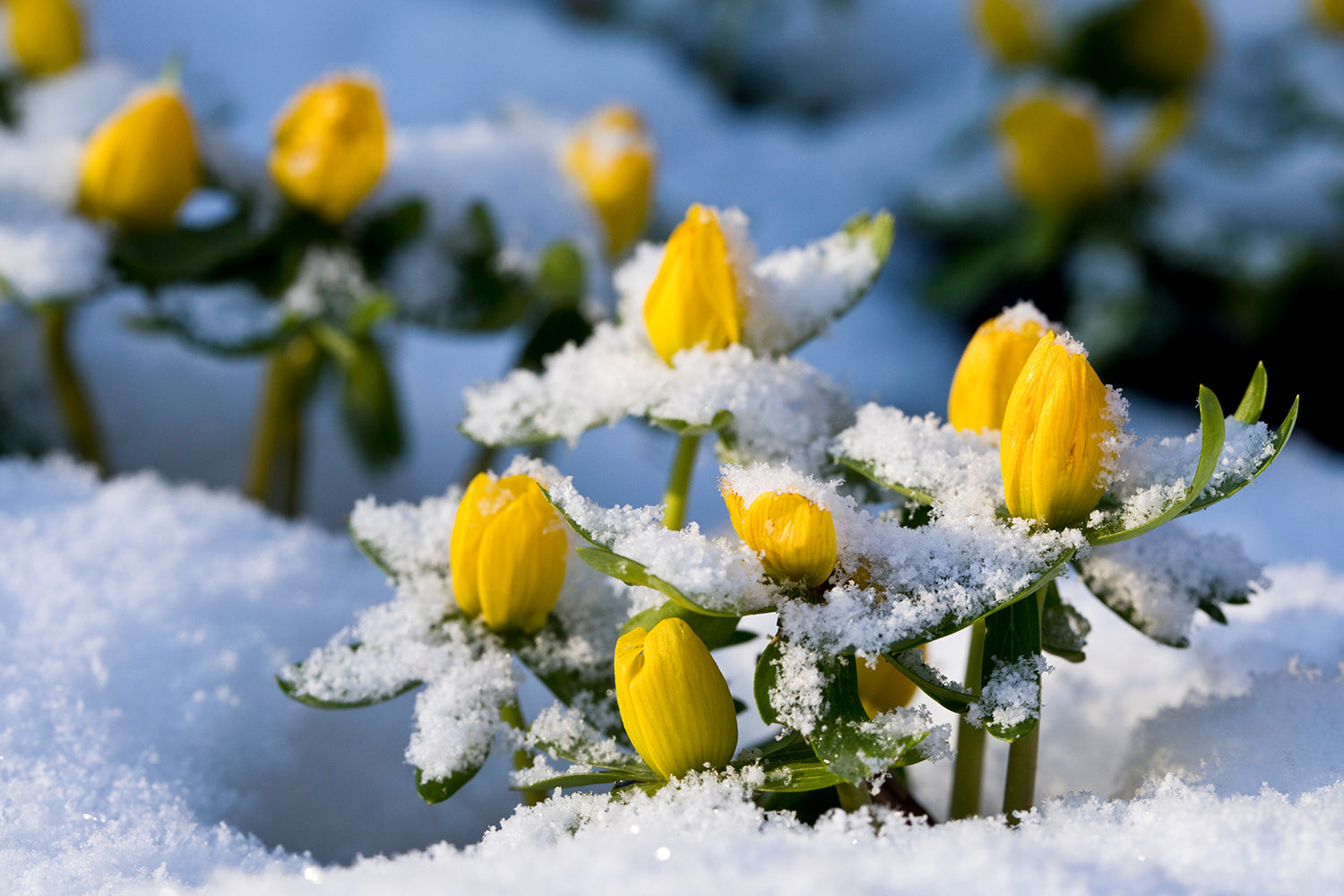 February garden