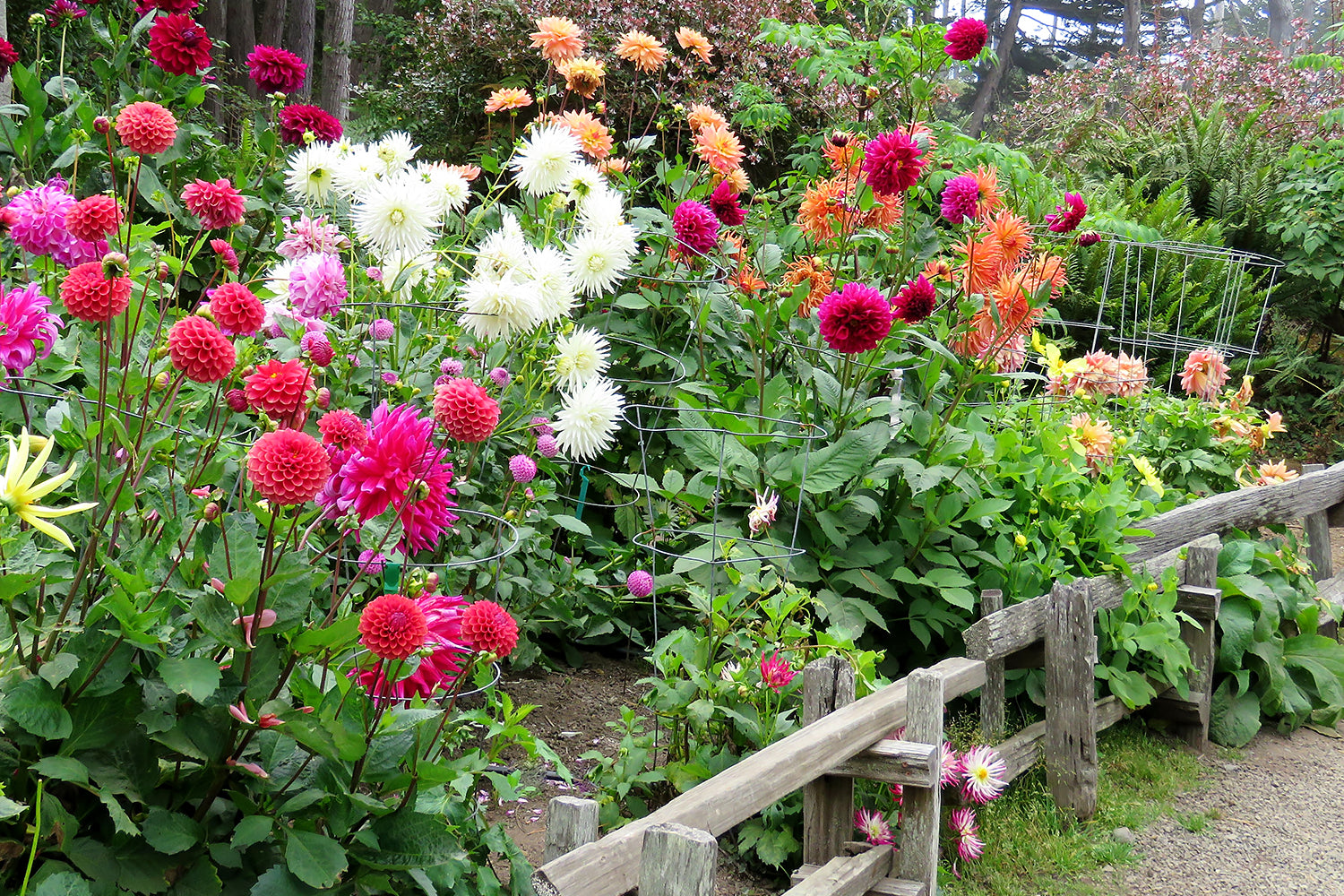 July-August garden