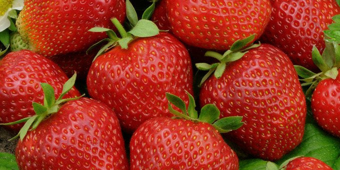 Korona Strawberry Plants UK