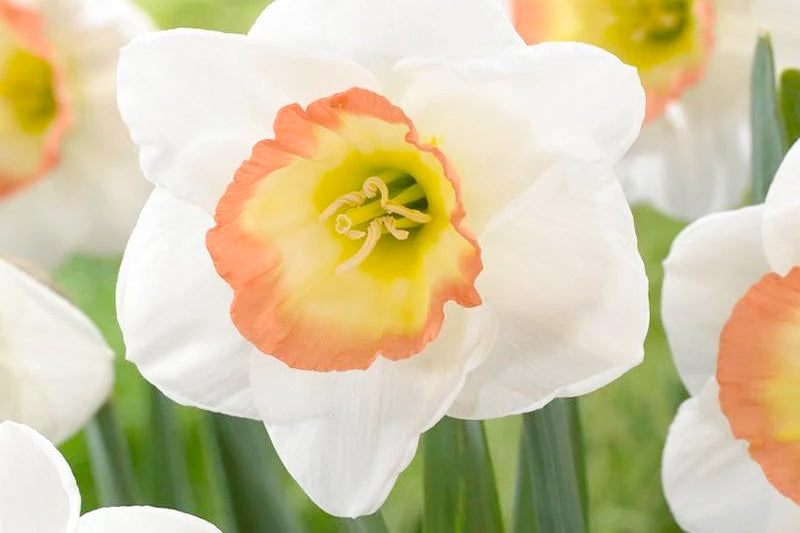 Large-cupped narcissus