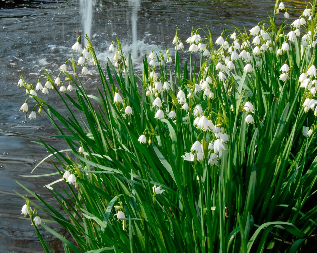 Leucojum Gravetye Giant