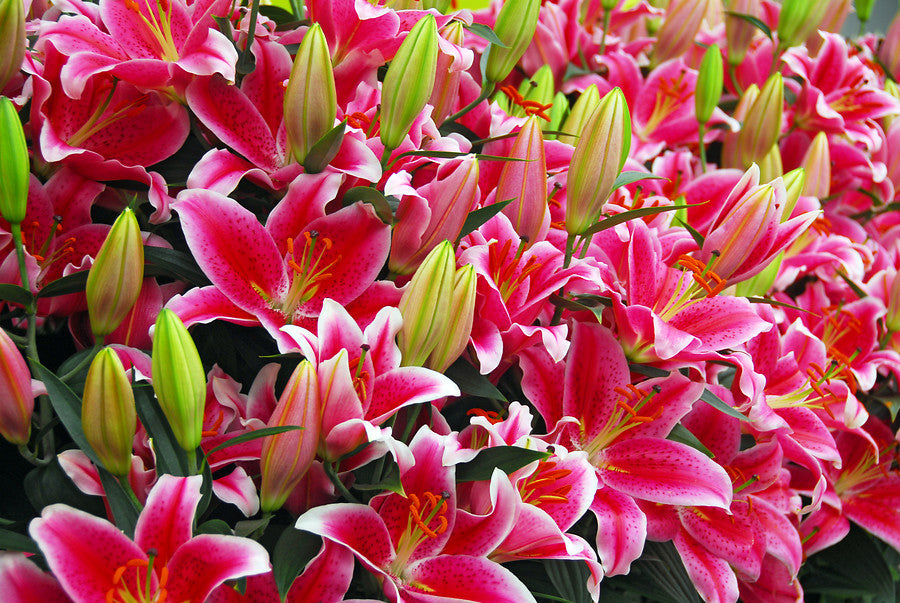 Pink Lily Bulbs