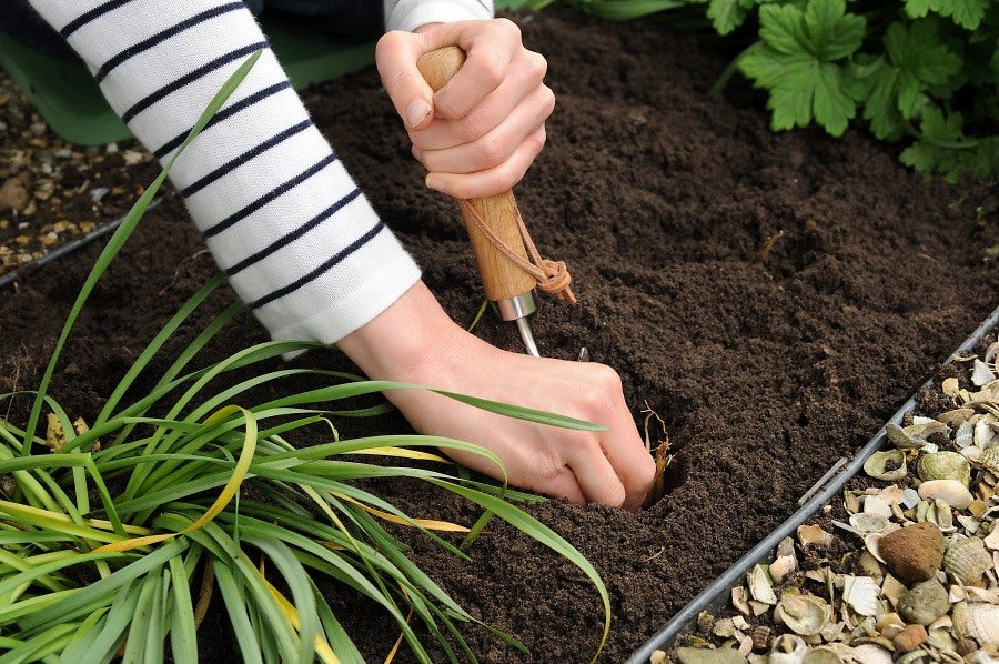 Planting Lily Bulbs 