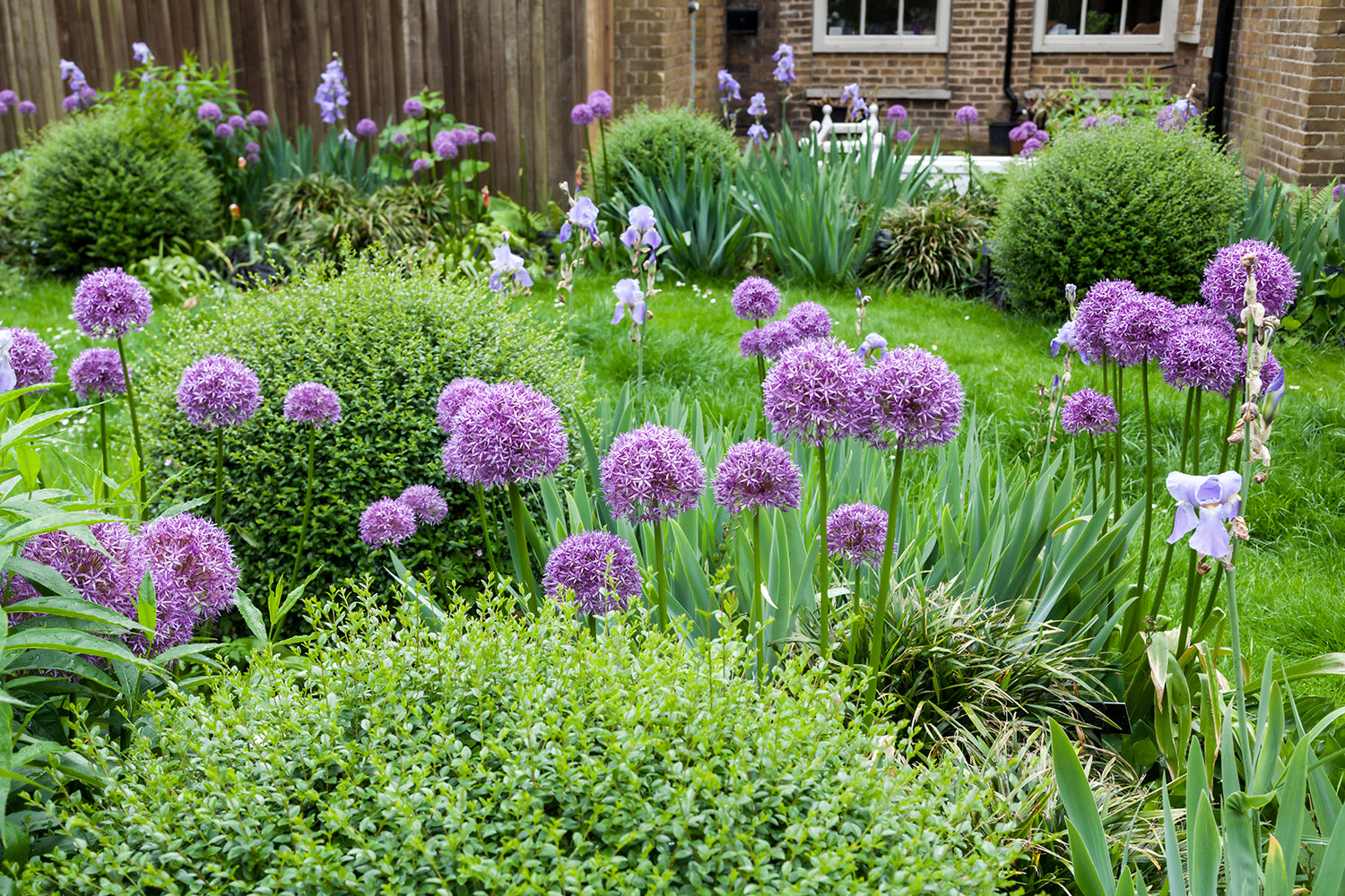 May-June garden