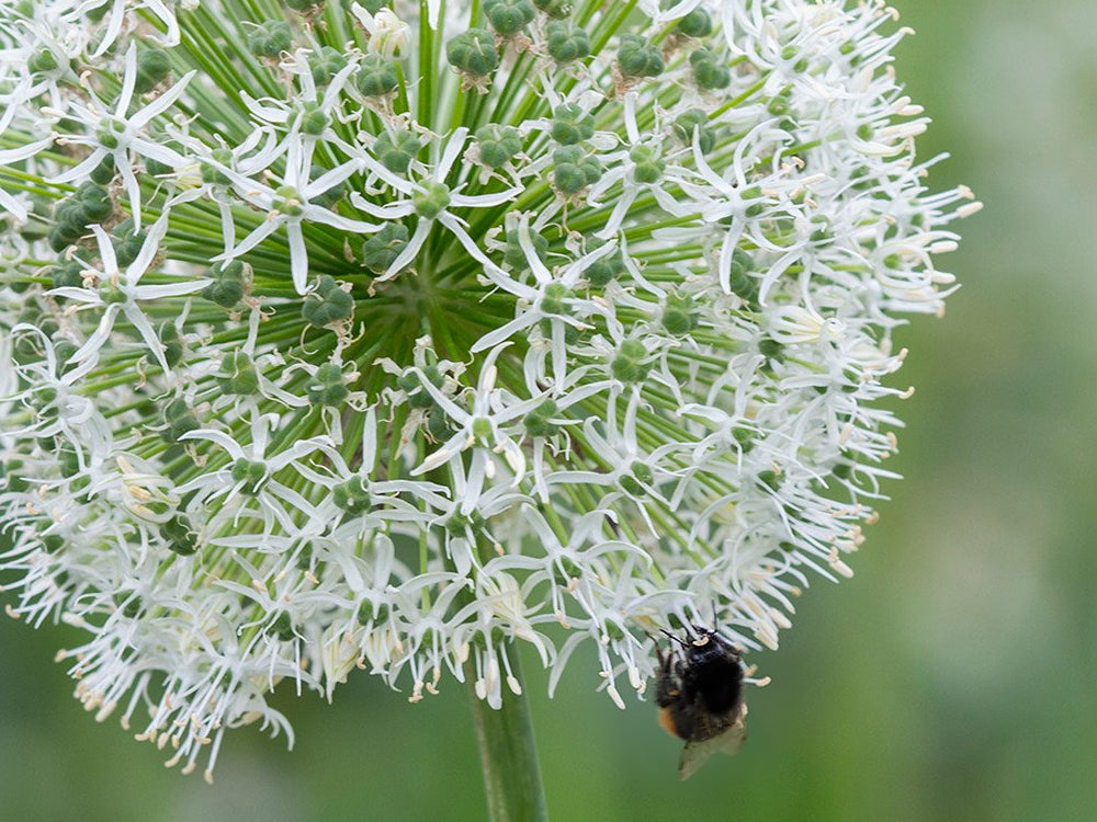 White Allium bulbs