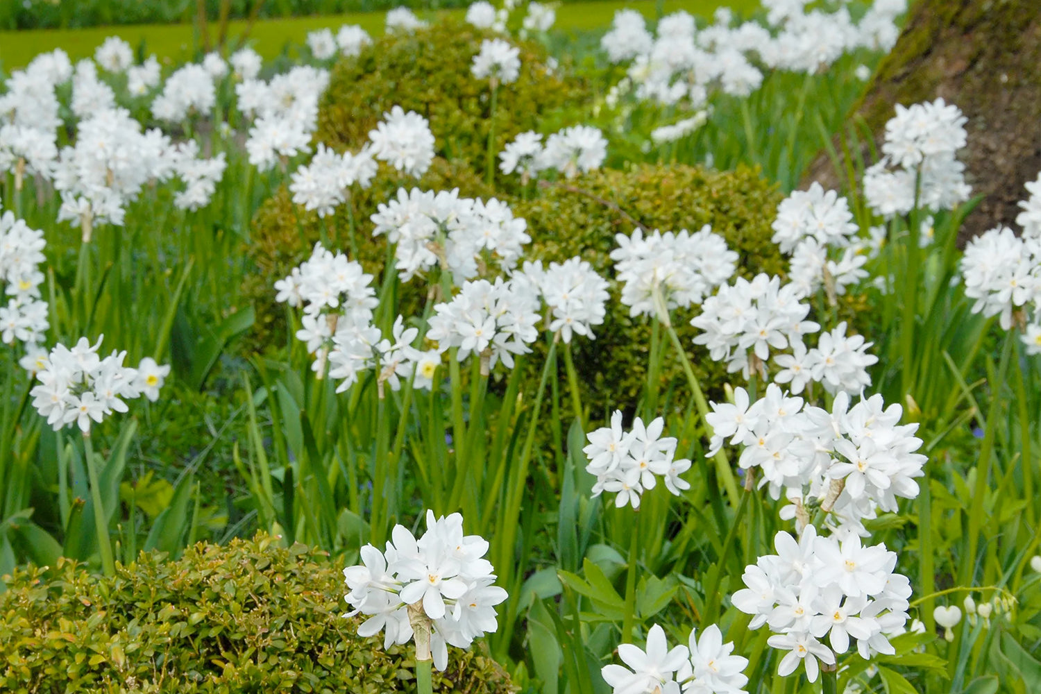 Narcissus tazetta