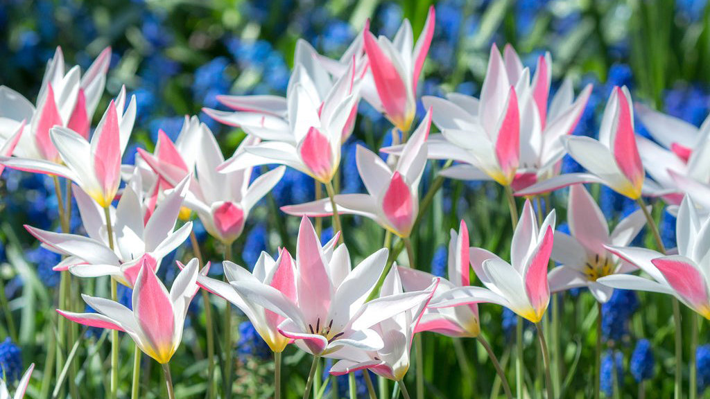 Tulip Lady Jane