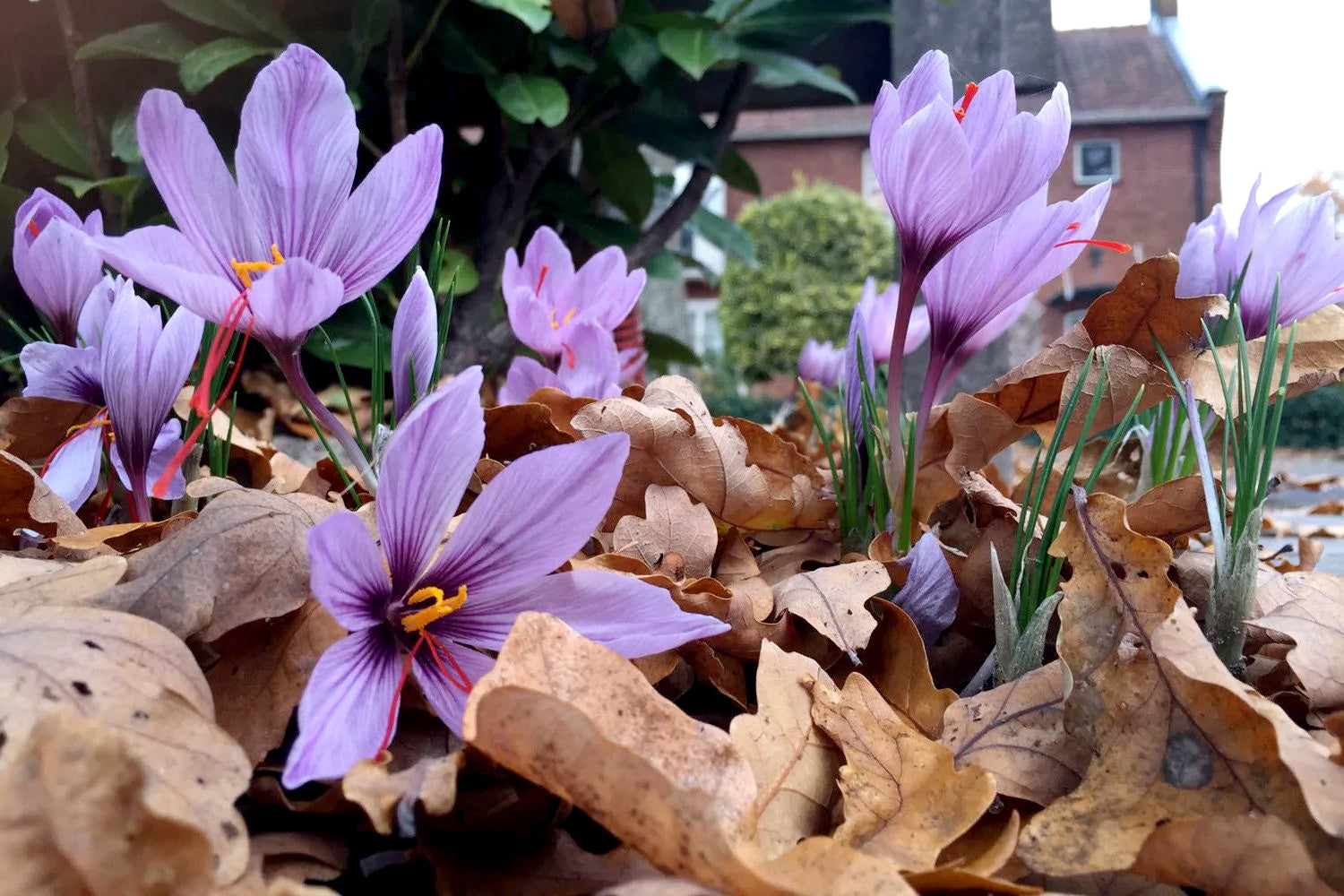 November-December garden