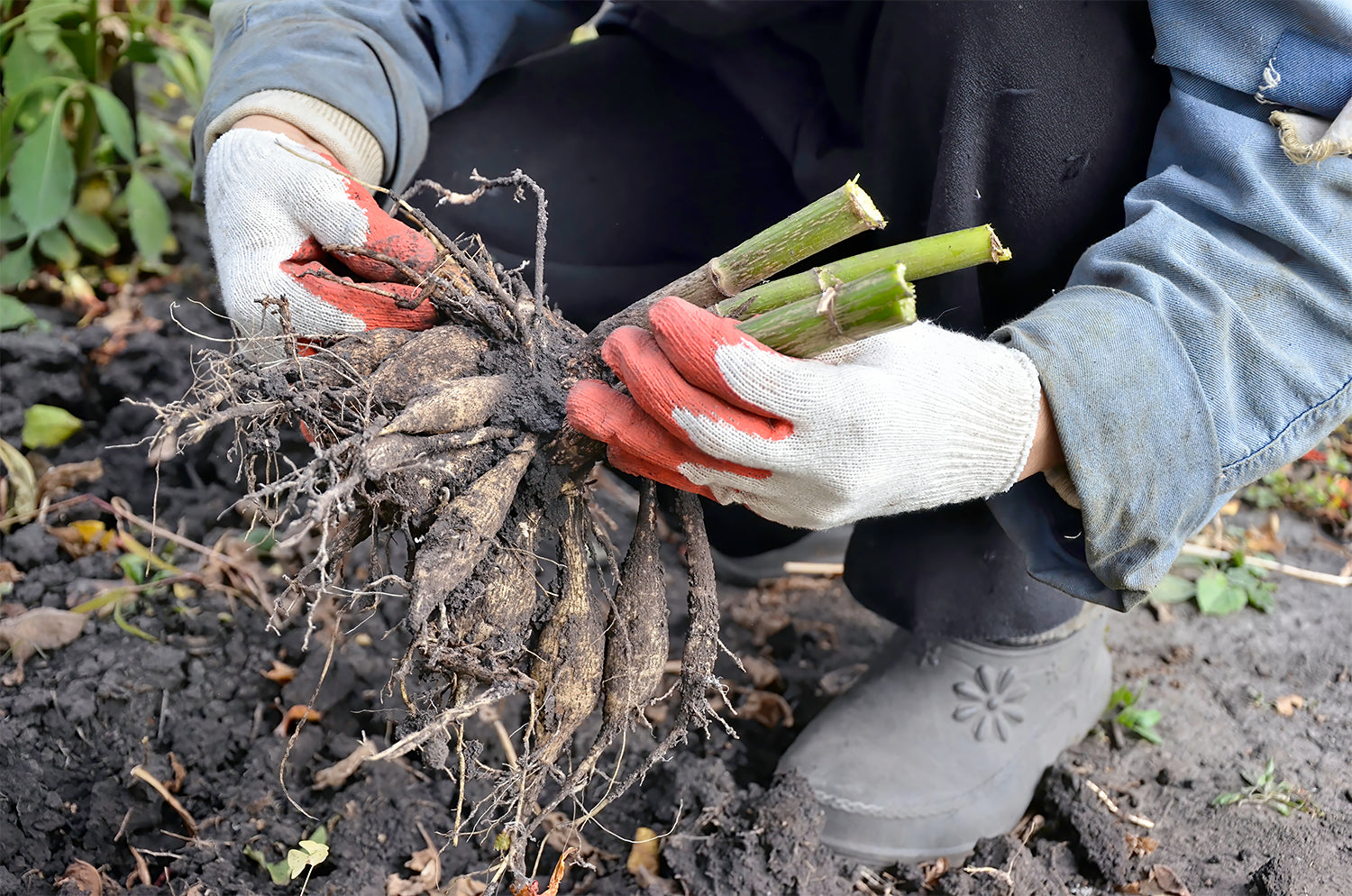 overwintering-dahlia-tubers