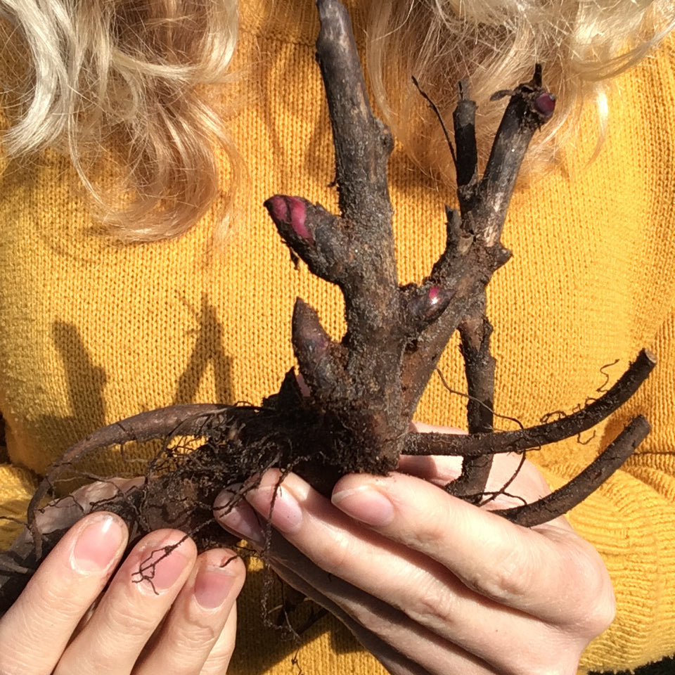 Peony bare roots