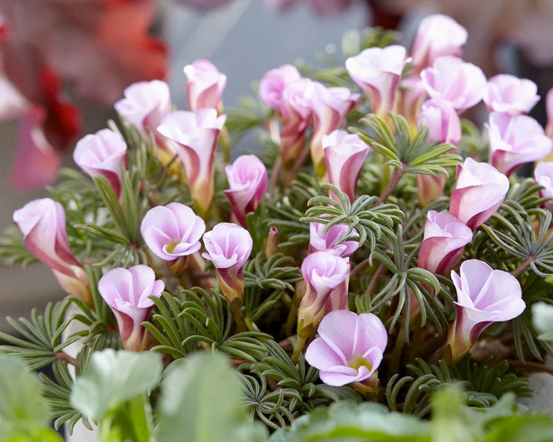 Pink Oxalis versicolor, pink candy cane sorrel