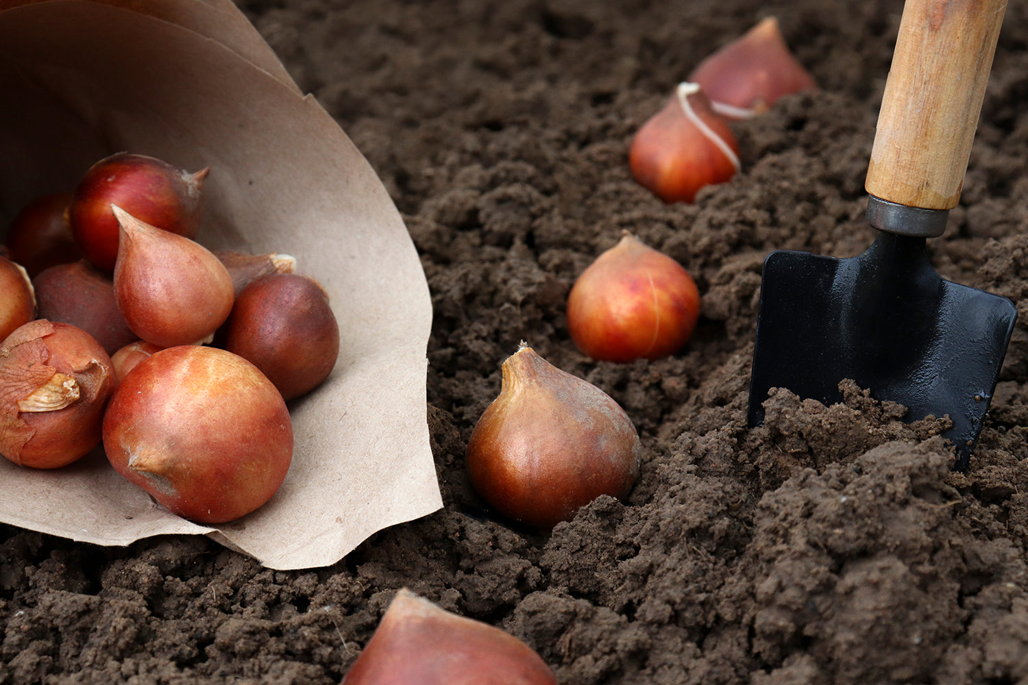 Planting flower bulbs in a border