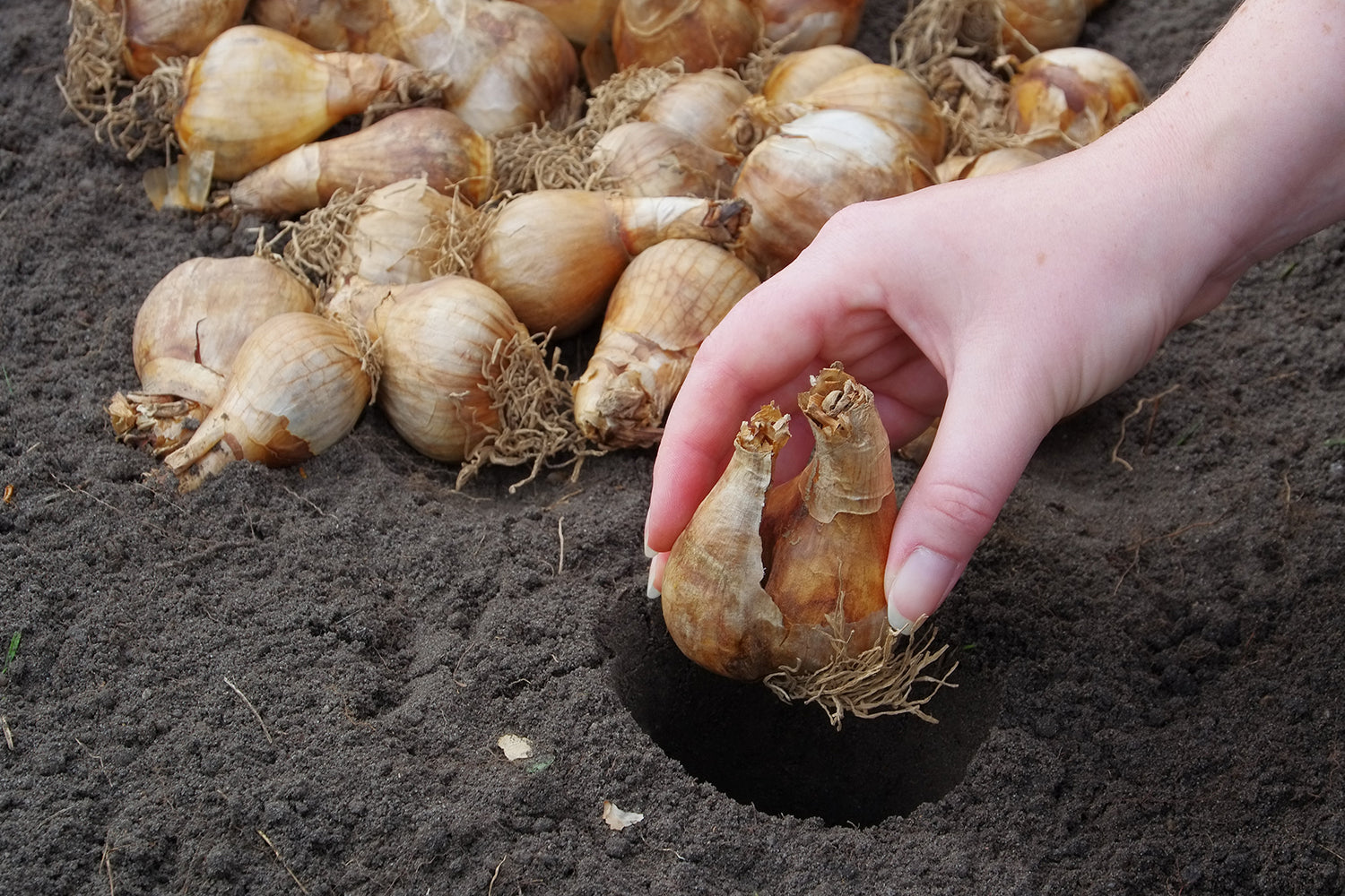 Planting daffodils