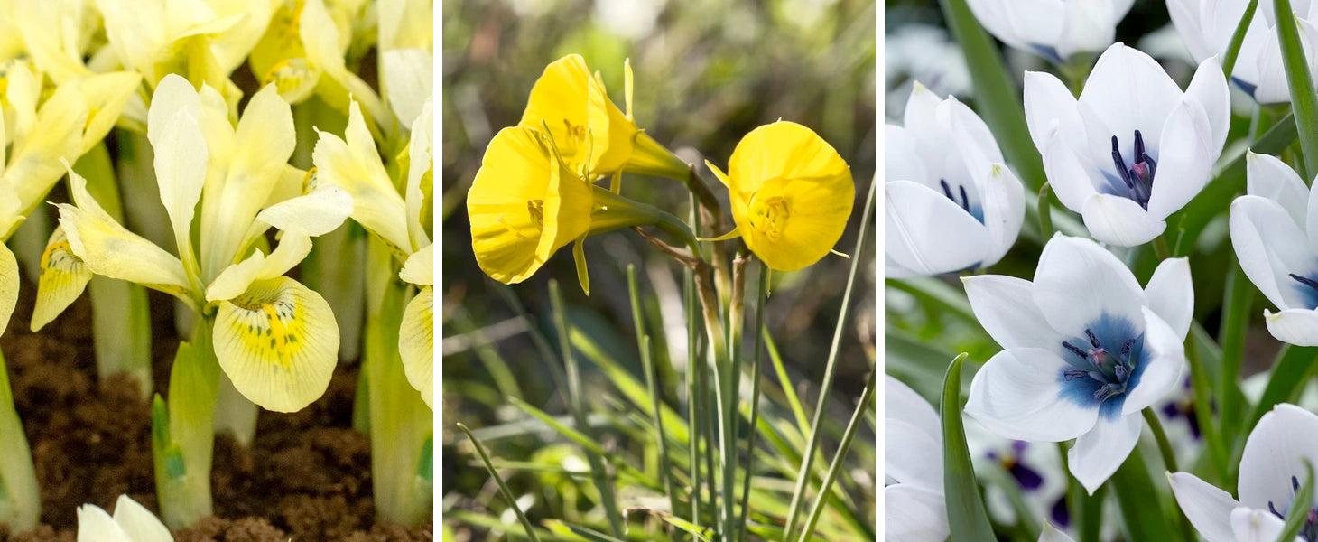 flower bulbs online