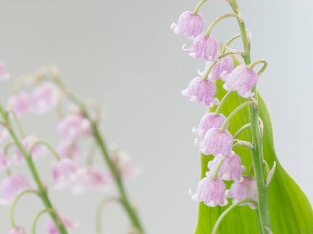 Pink Convallaria