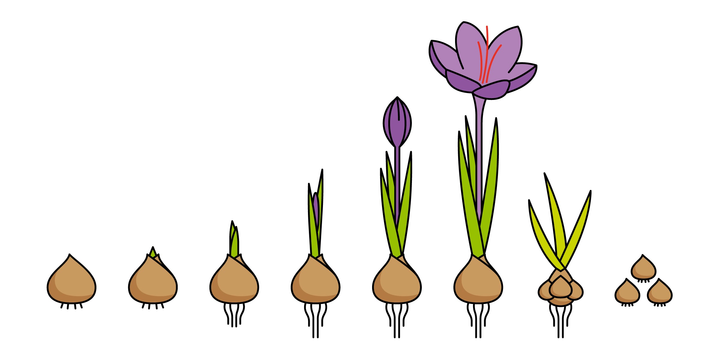 Saffron Crocus sativus reproduction