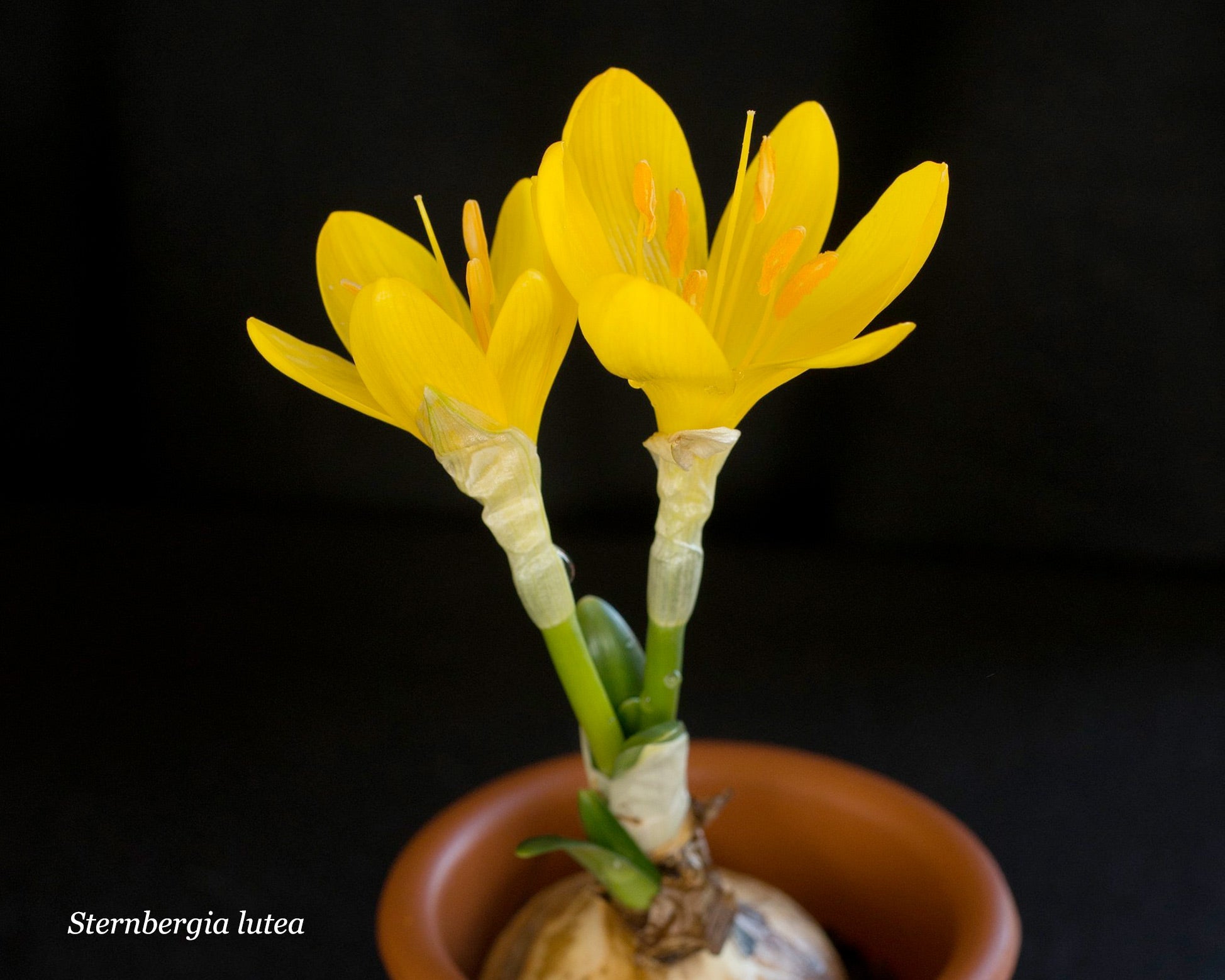 grow flower bulbs indoors