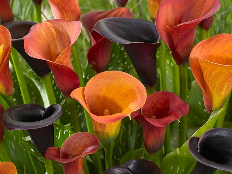 Calla Tiger Collection