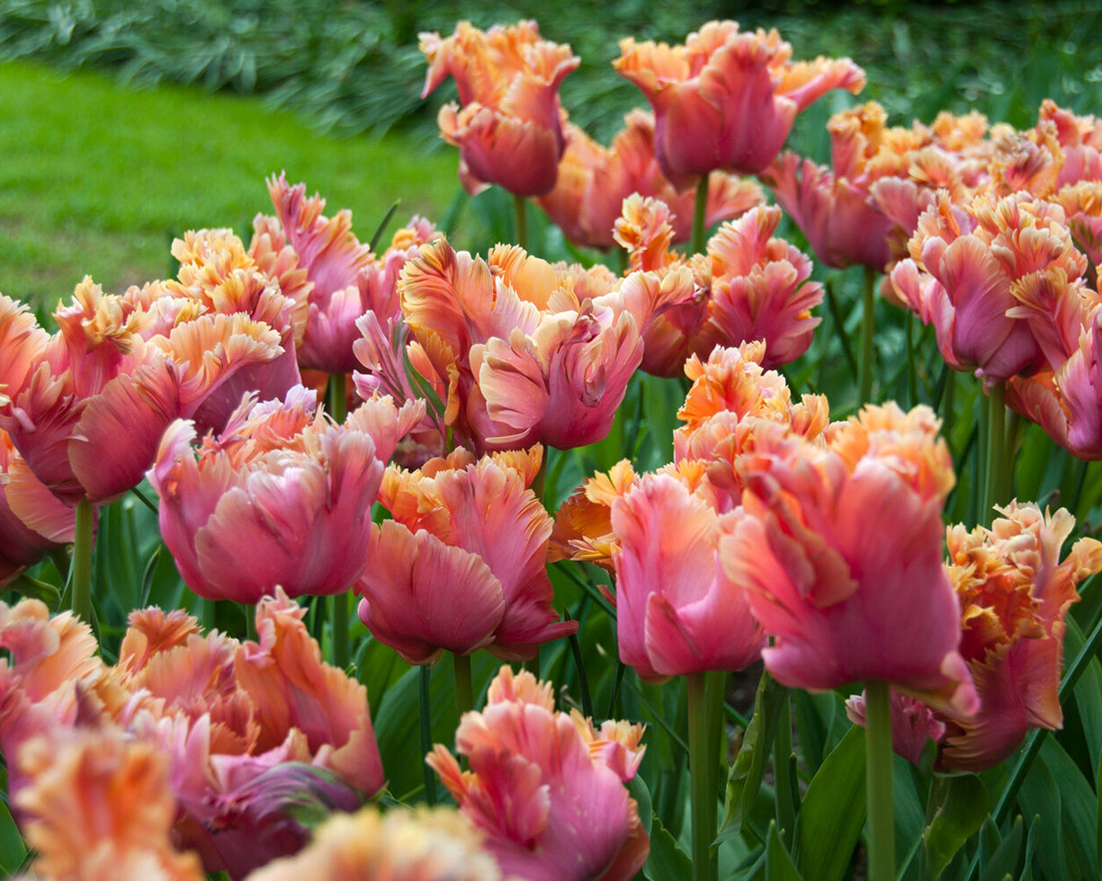 Tulip 'Amazing Parrot' bulbs — Buy online at Farmer Gracy UK