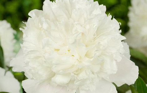 Peony White Charm