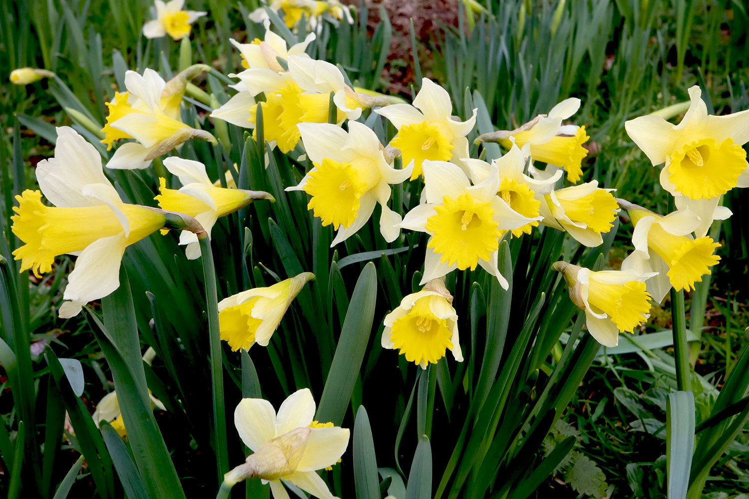 Wild daffodil