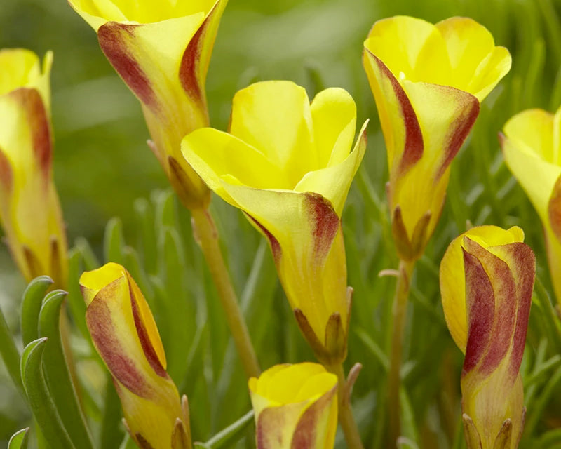 Yellow Oxalis versicolor, yellow candy cane sorrel