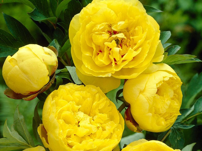 Peony Yellow Crown