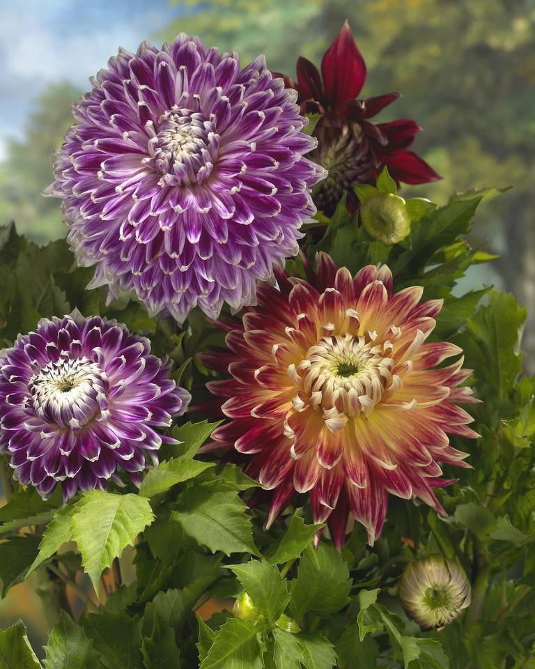 Dahlia collection 'Cuba Libre' tubers — Buy online at Farmer Gracy UK