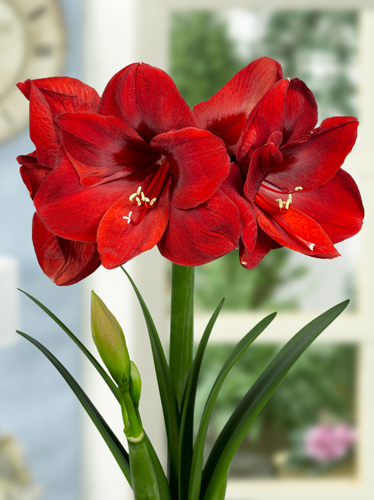 Amaryllis 'Carmen' bulbs — Buy online at Farmer Gracy UK