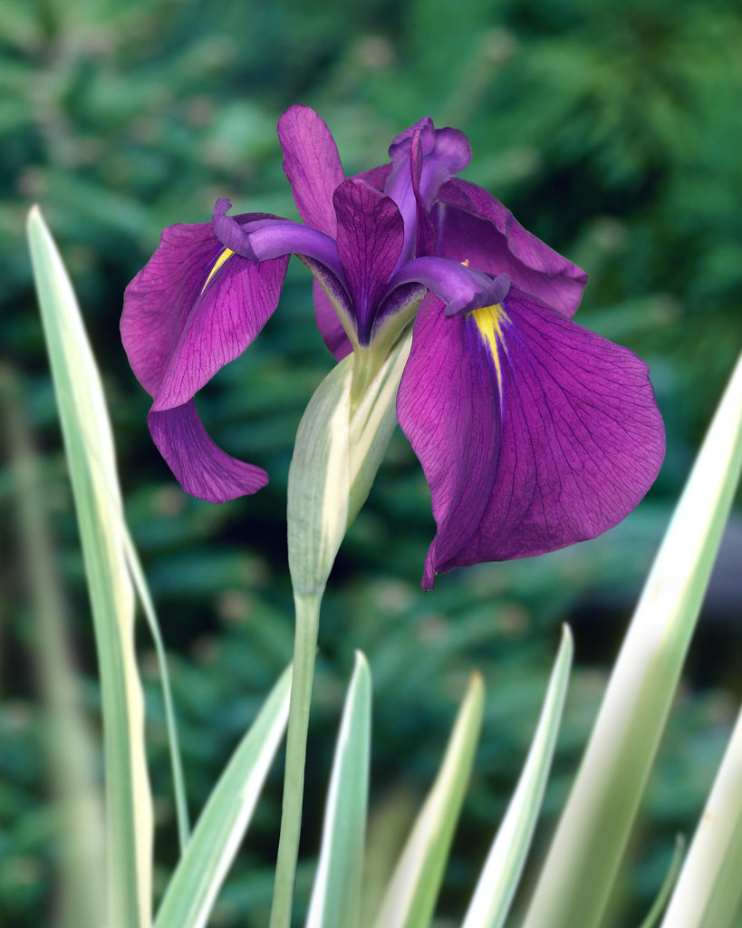 Iris ensata 'Variegata' bare roots — Buy variegated Japanese water iris ...