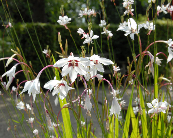 Acidanthera 'Murielae' (Abyssinian gladiolus) Bulbs Buy